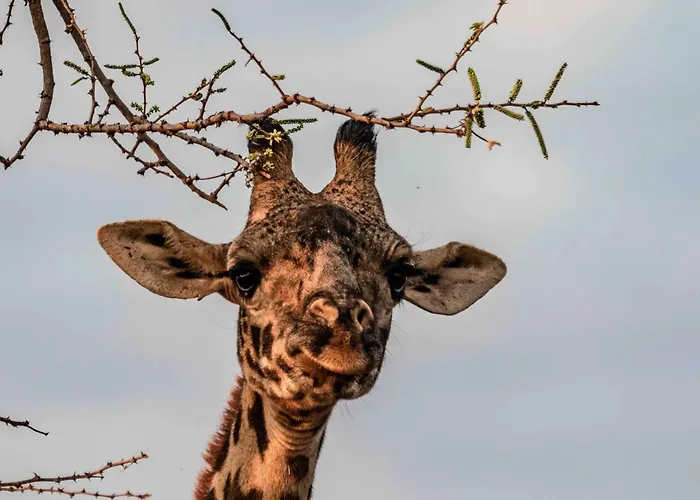 Olemayian Amboseli Cottages