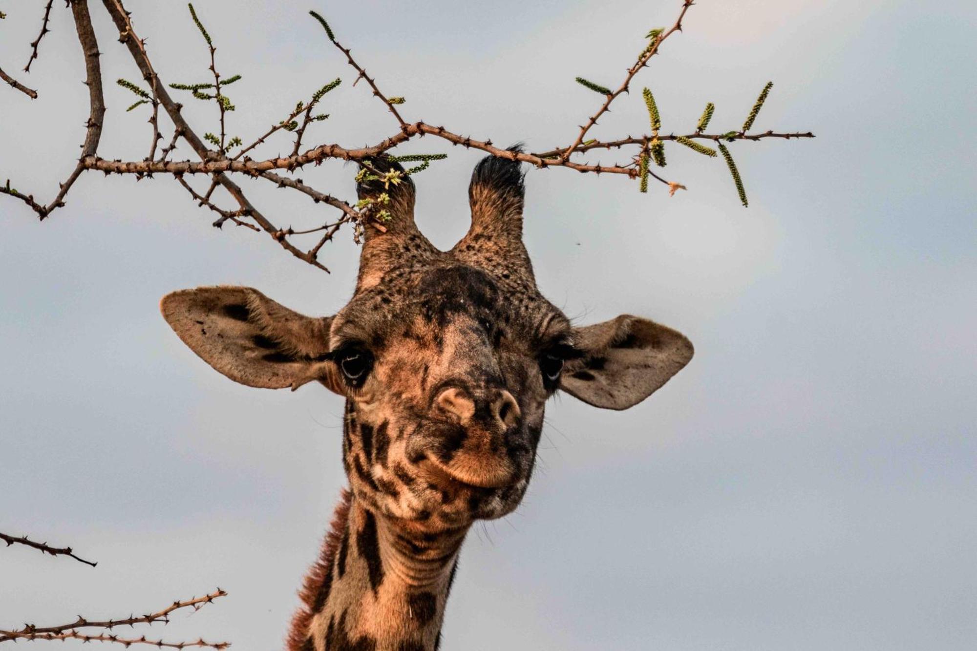 Olemayian Amboseli * Kimana