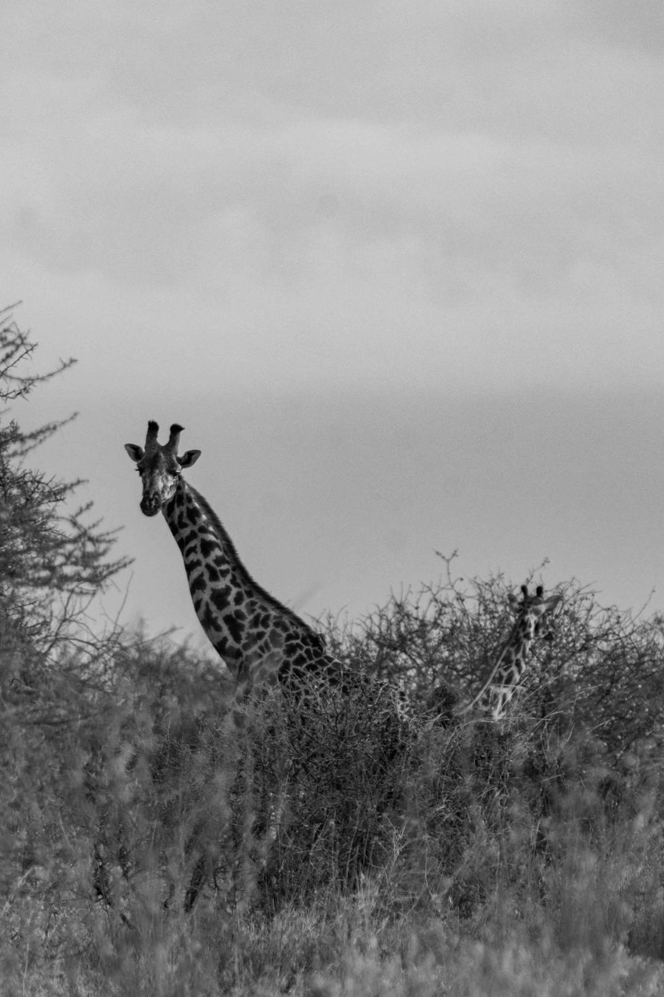 Olemayian Amboseli Kimana