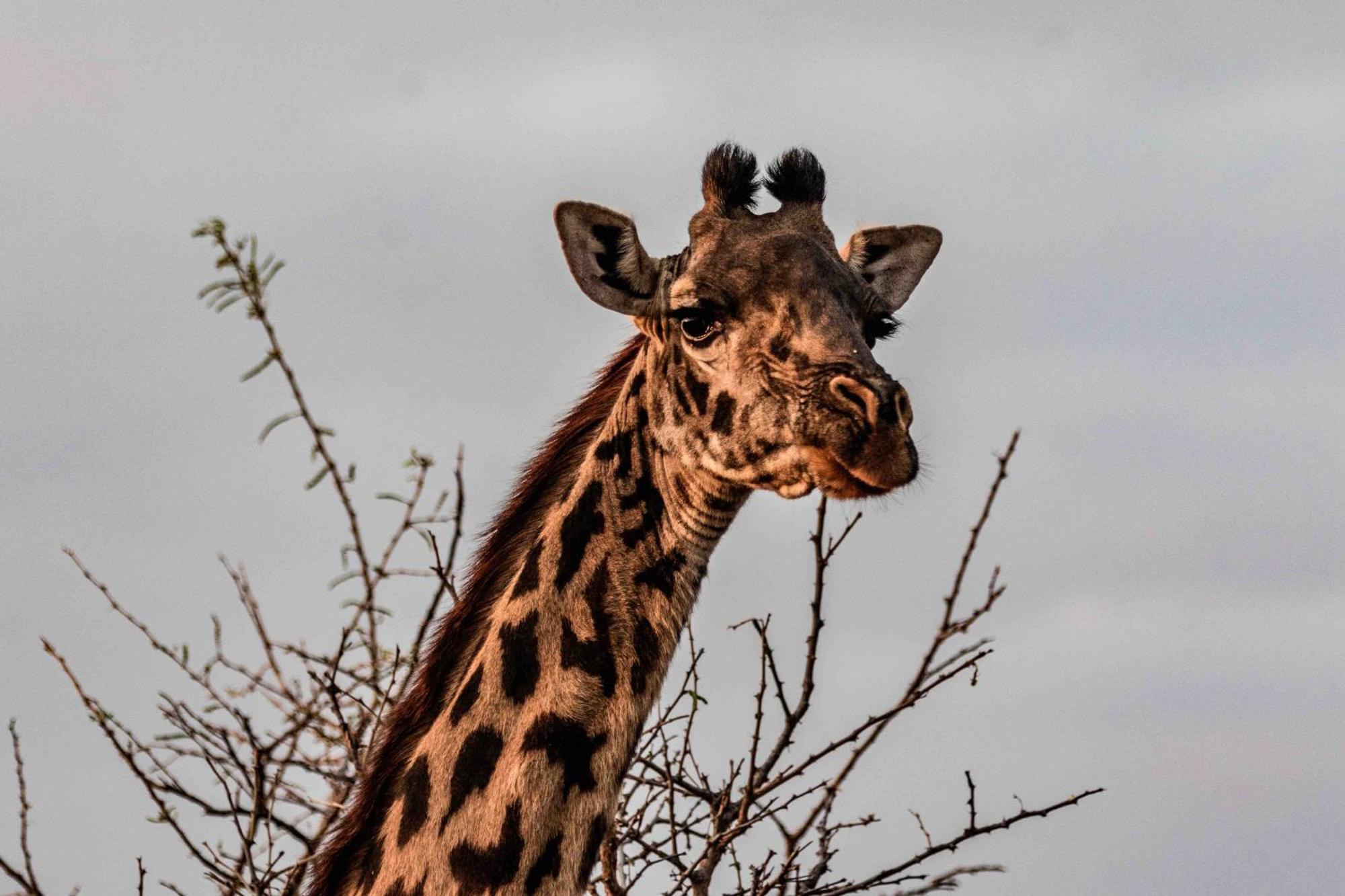 Olemayian Amboseli Lodge