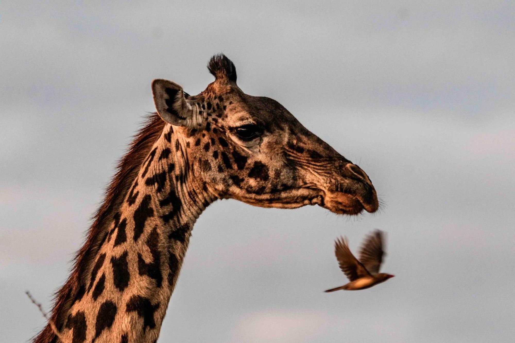 Lodge Olemayian Amboseli