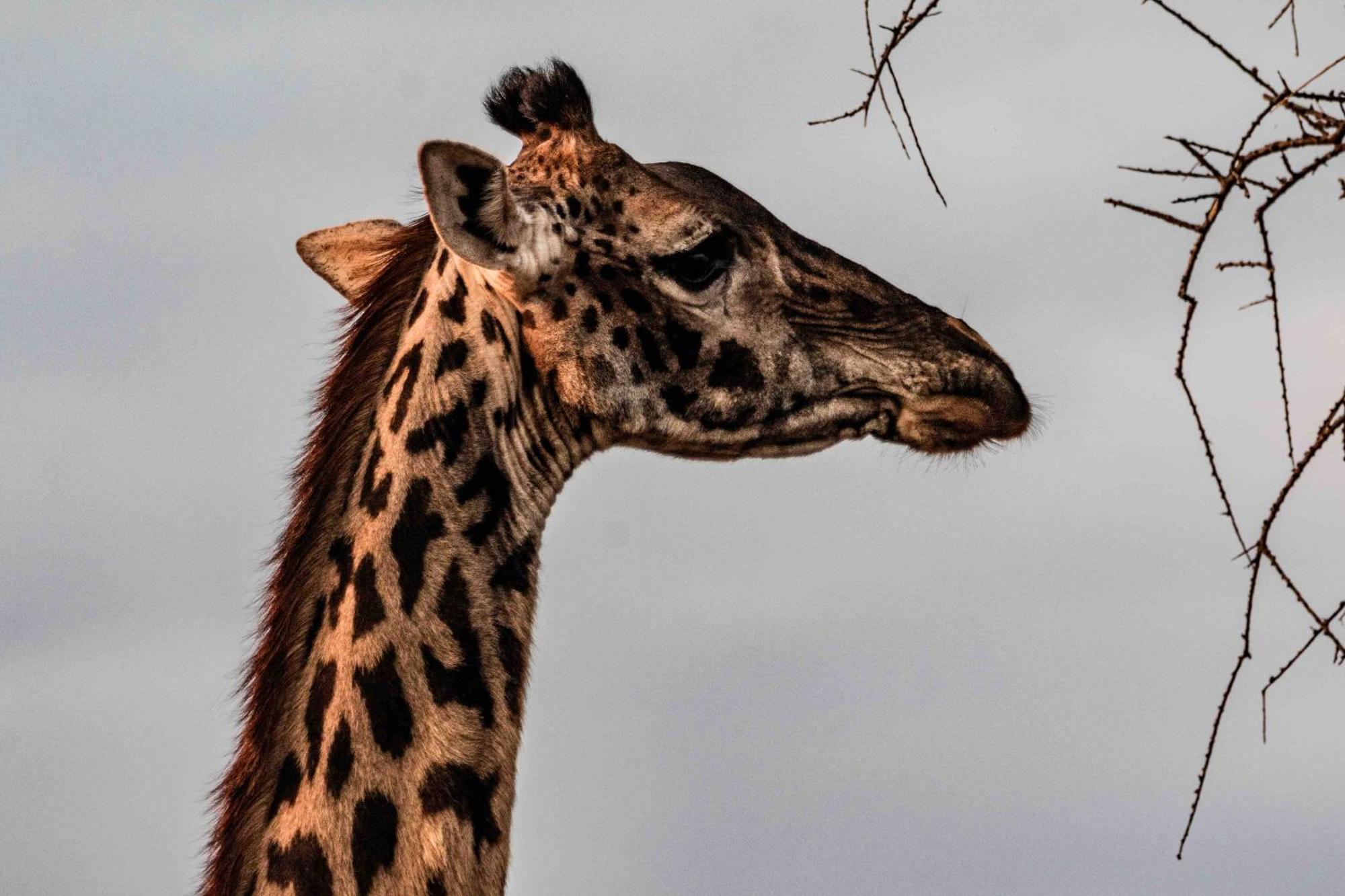 Olemayian Amboseli *