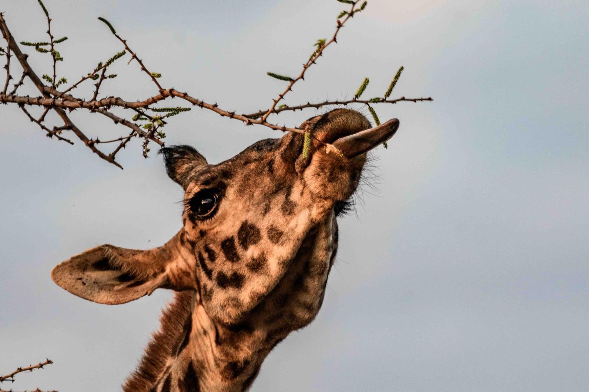 Lodge Olemayian Amboseli