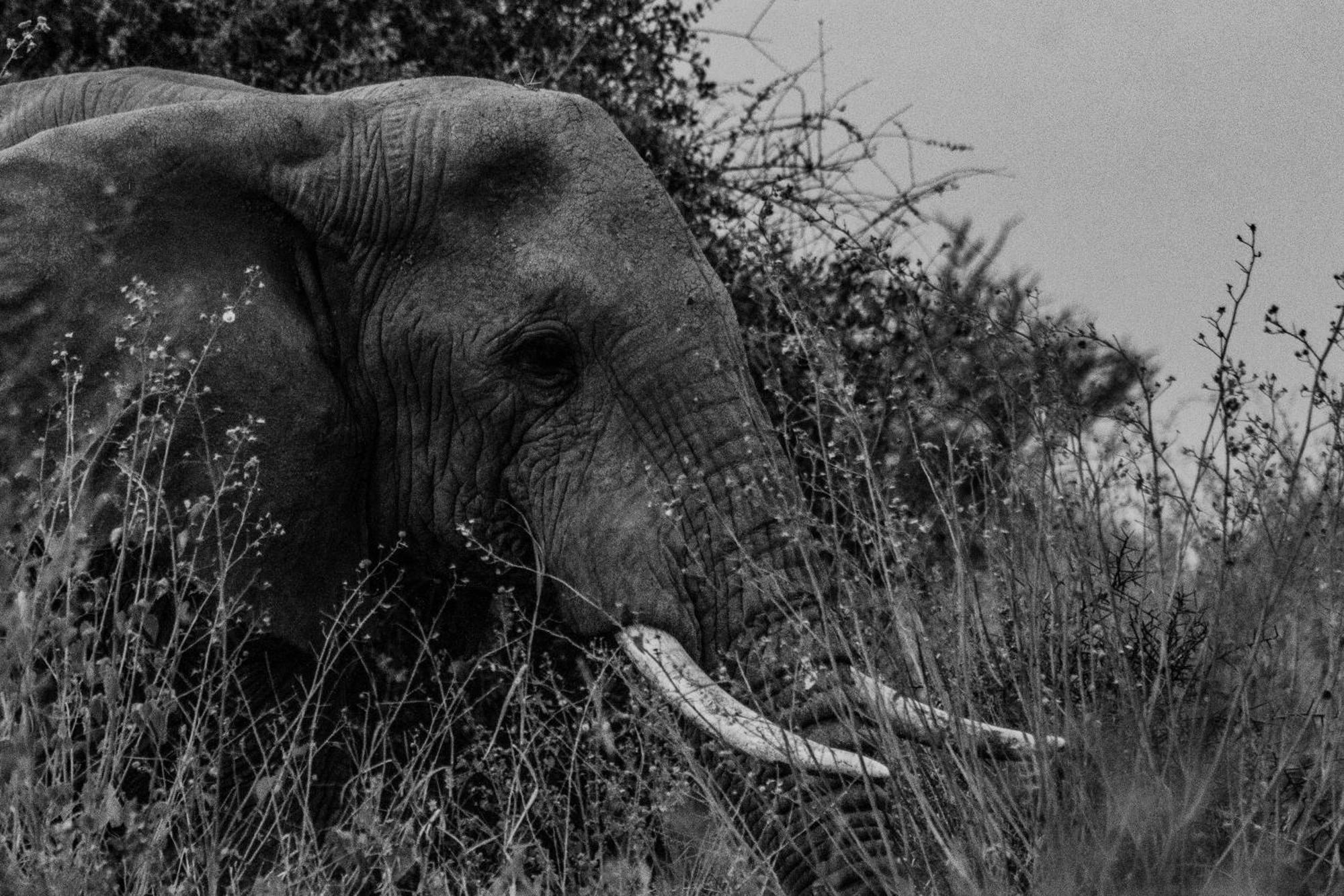Olemayian Amboseli Lodge Kimana