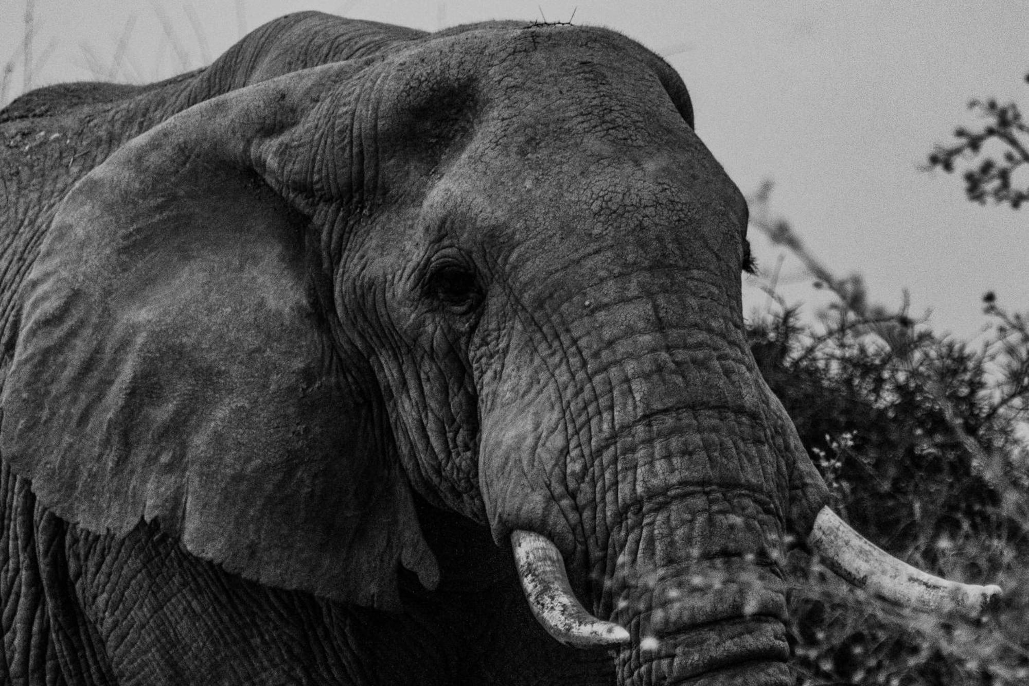 Olemayian Amboseli Lodge